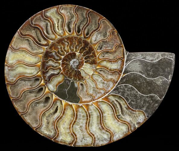 Cut Ammonite Fossil (Half) - Agatized #60289